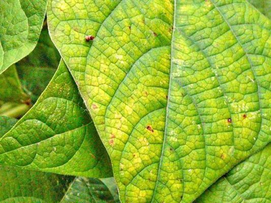 Lá cây biến đổi màu sắc