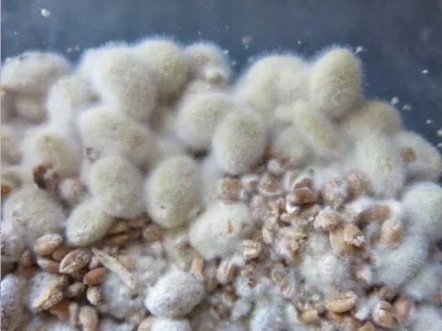 Nấm được dùng phổ biến trong công nghệ sản xuất thực phẩm lên và men