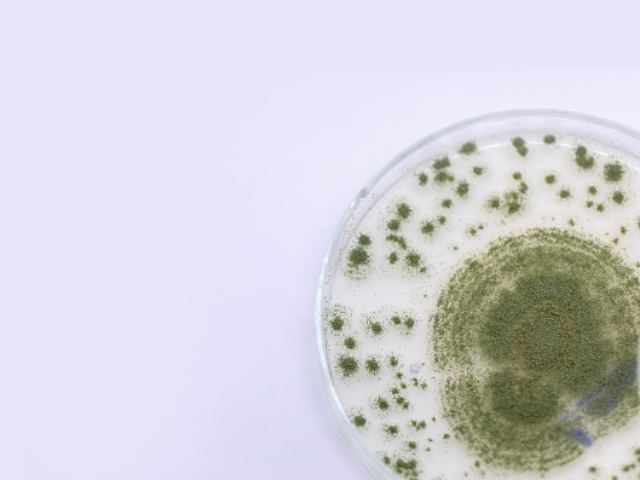 Nấm mốc Aspergillus Oryzae còn được gọi là nấm mốc gạo