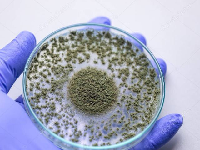 Nấm ứng dụng trong ngành công nghệ sinh học và môi trường