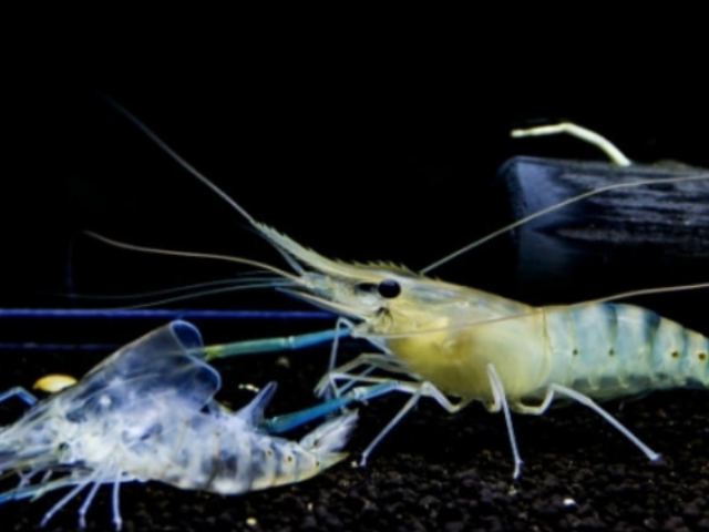 Nhiệt độ ảnh hưởng lớn đến quá trình lột vỏ tôm