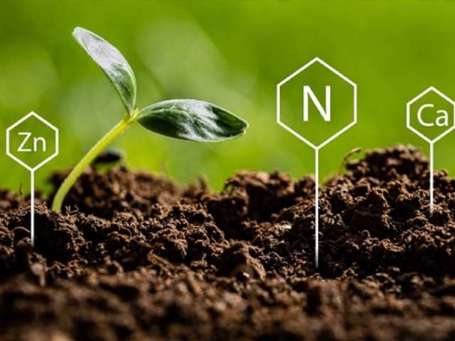 Những nguyên tố vi lượng quan trọng với cây trồng