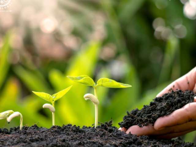 Phân bón giúp nâng cao chất lượng nông sản