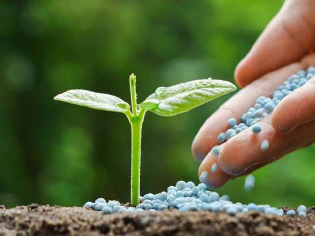 Phân bón vi lượng chứa nhiều khoáng chất cần thiết cho cây