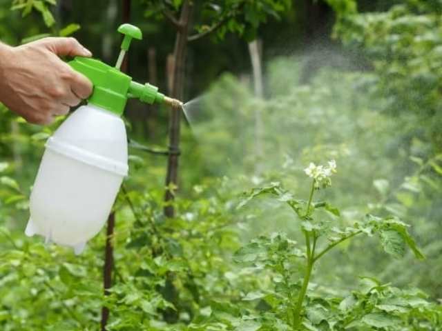 Phương pháp bón phân lá