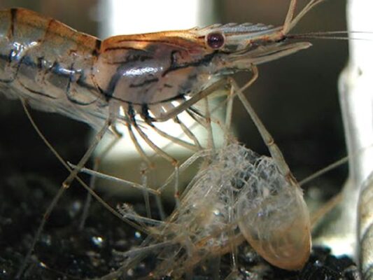 Quá trình lột vỏ đóng vai trò quan trọng trong sự tăng trưởng của tôm