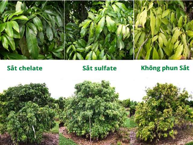 Sử dụng phân hữu cơ là phương pháp được áp dụng phổ biến