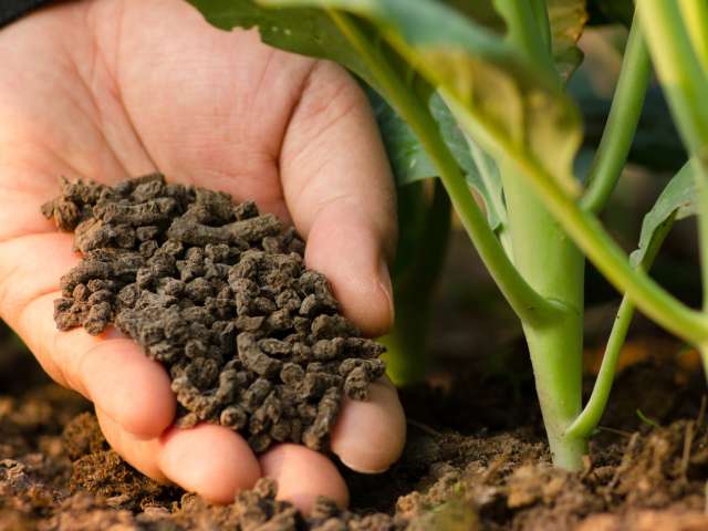 Sử dụng hợp chất Chelate để giải độc cho cây