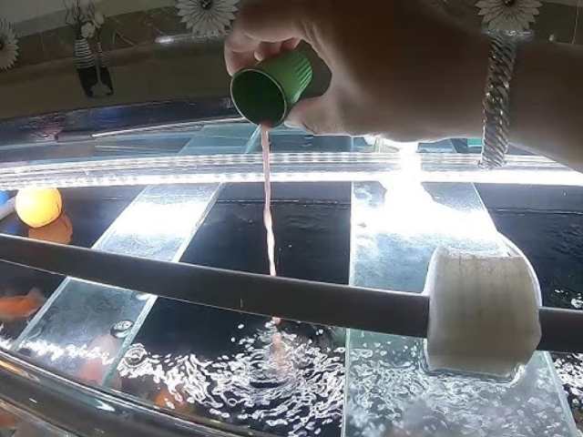 Thả dung dịch vi sinh vào hồ cá