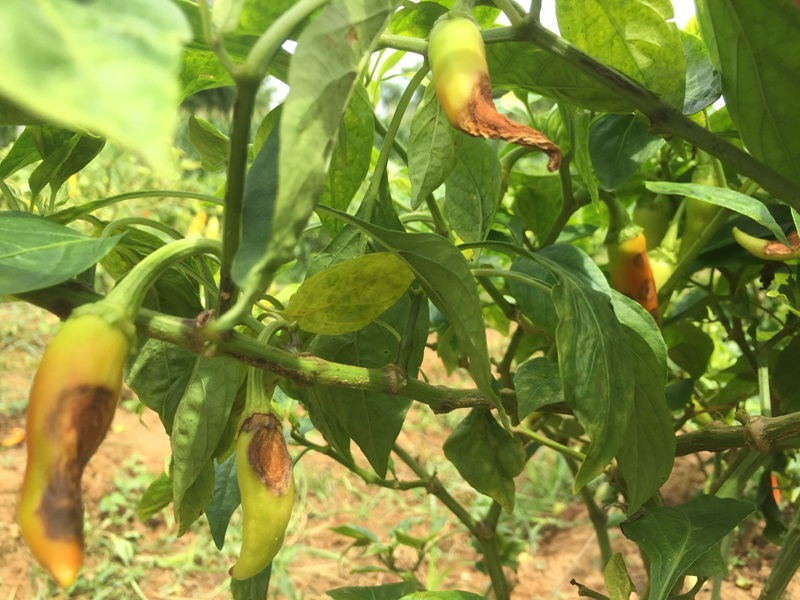 Thán thư do nấm Colletotrichum tấn công và gây hại