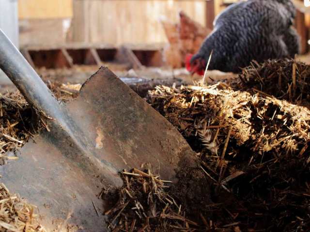 Thay thế và cải thiện chất lượng chất độn