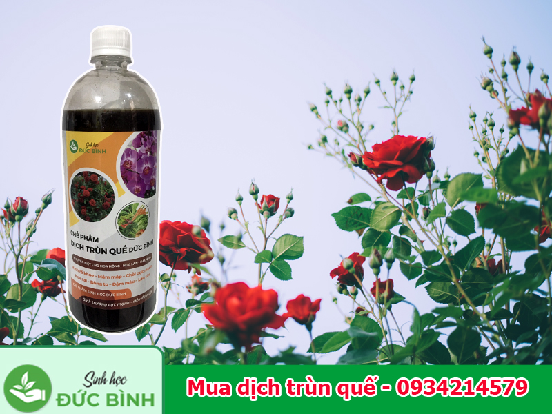 Mua dịch trùn quế ở đâu?