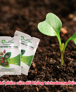 Chế phẩm nấm đối kháng trichoderma Đức Bình