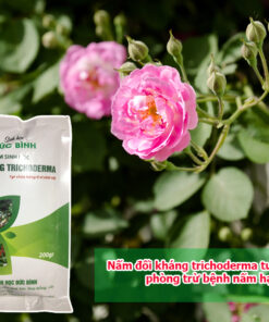 Nấm đối kháng trichoderma tưới hoa hồng phòng trừ bệnh nấm hại cây
