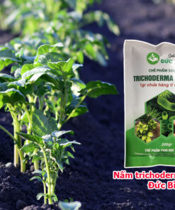 Chế phẩm nấm trichoderma bacillus dùng để ủ phân hữu cơ cực kỳ hiệu quả